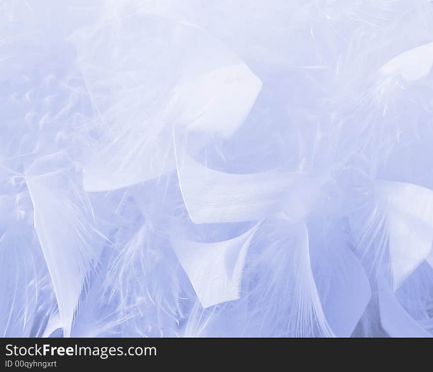 Close-up of bird feathers with blue tone effect. Close-up of bird feathers with blue tone effect