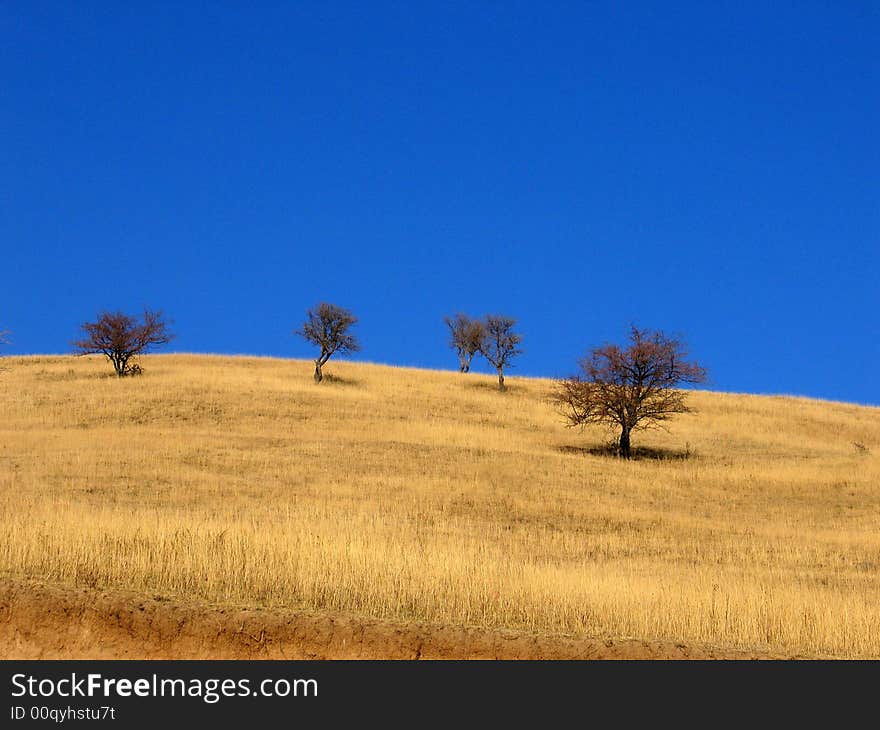 Poor trees in mountains on yellow grass and blue sky background. Poor trees in mountains on yellow grass and blue sky background