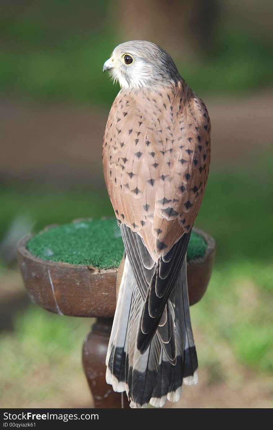 Para Grim falcon watching for handler commands.