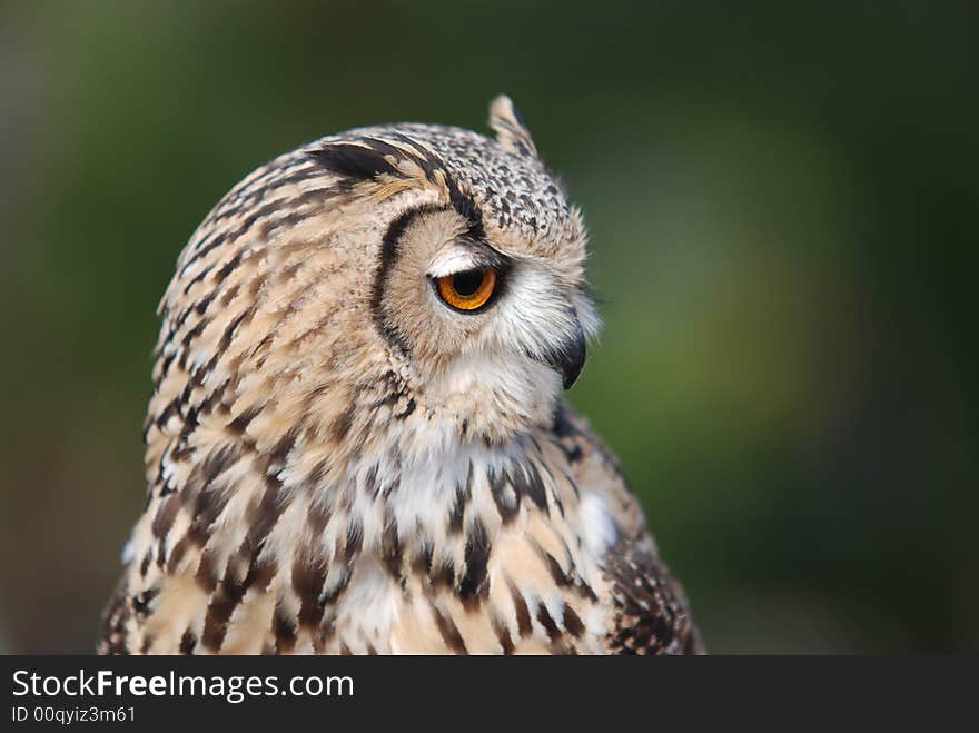 Bengal Owl