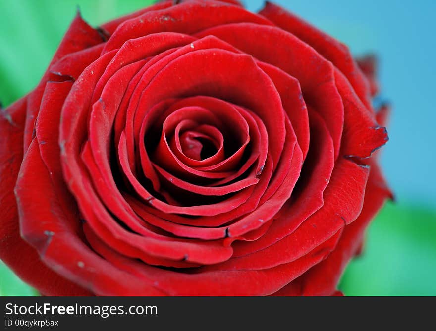 Single red rose closeup on blue-green background