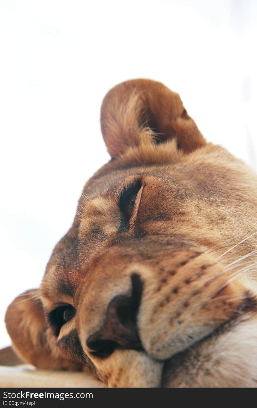 Close up look at the face of a lioness