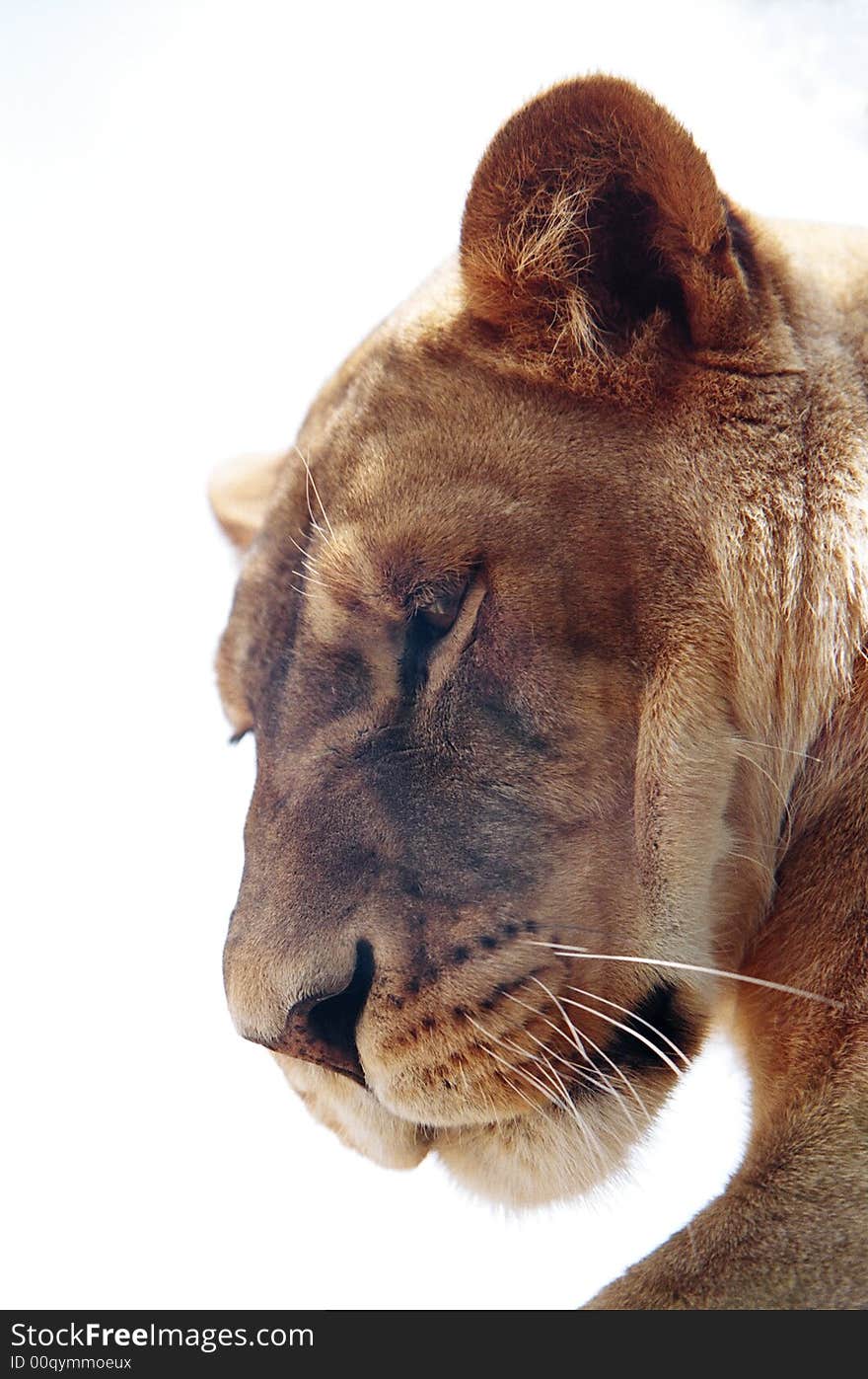 Close up view of a lioness looking down