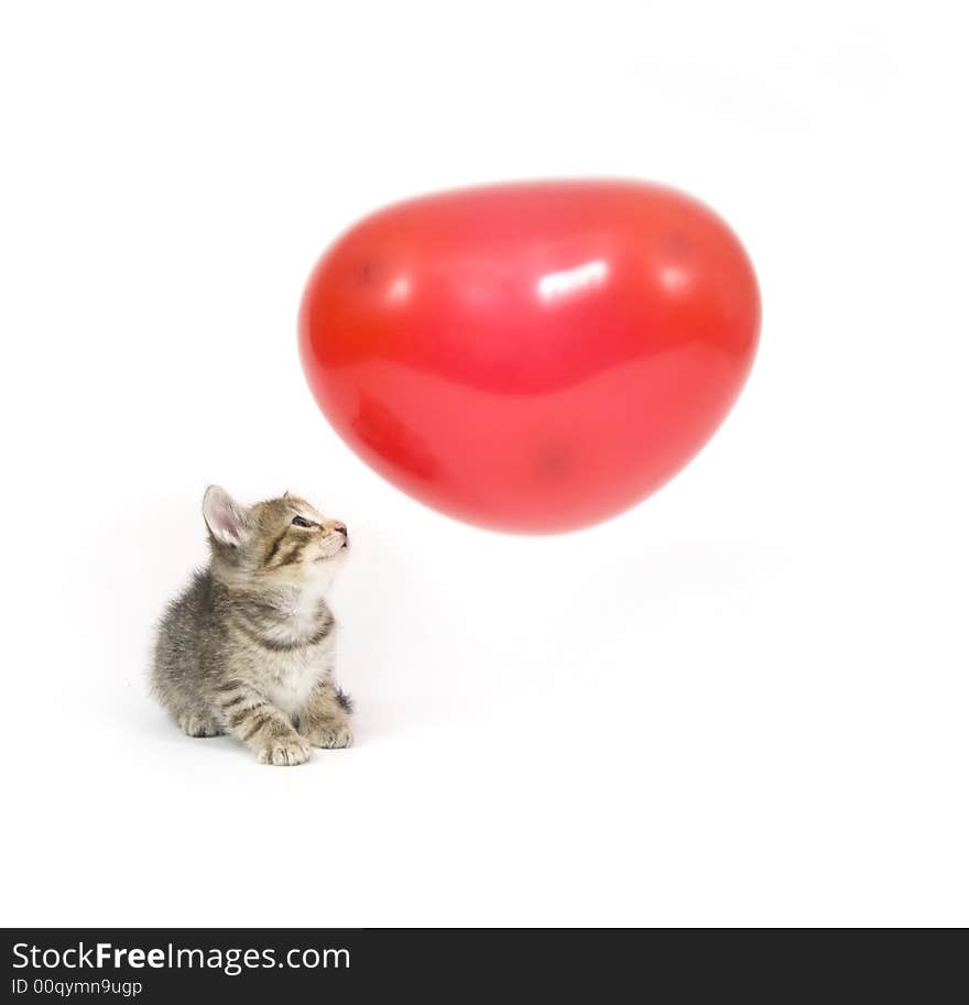 A kitten plays with a red heart shaped Valentines Day Balloon on white background. A kitten plays with a red heart shaped Valentines Day Balloon on white background