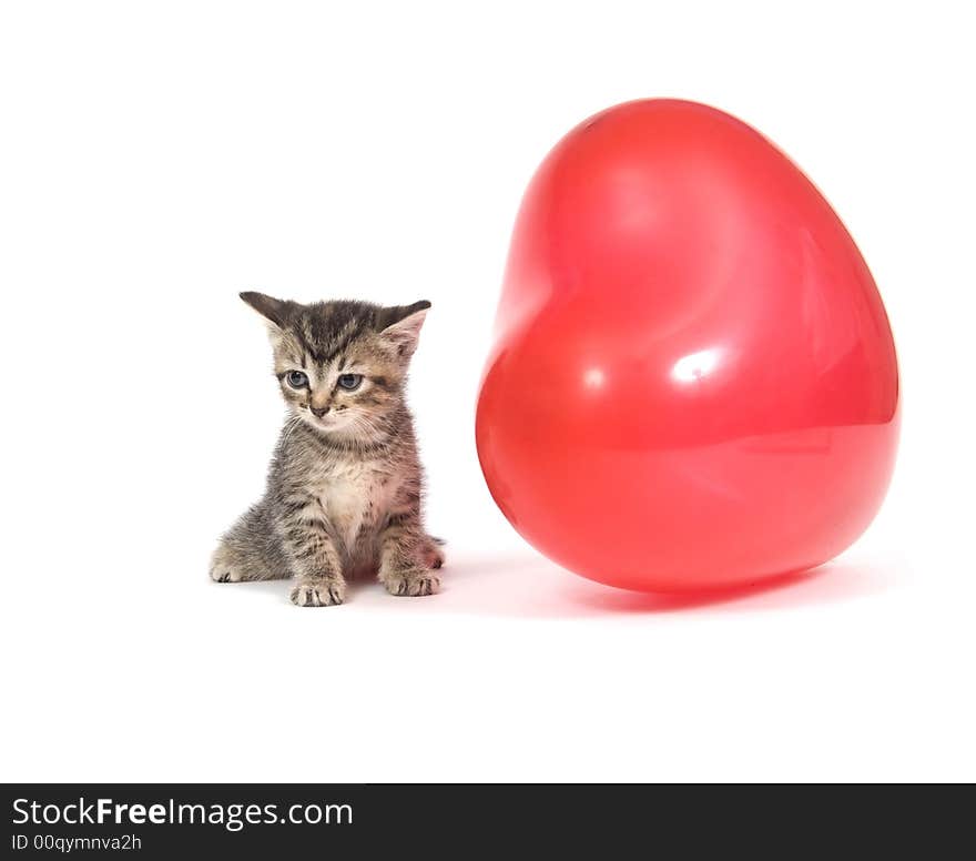 A kitten plays with a red heart shaped Valentines Day Balloon on white background. A kitten plays with a red heart shaped Valentines Day Balloon on white background