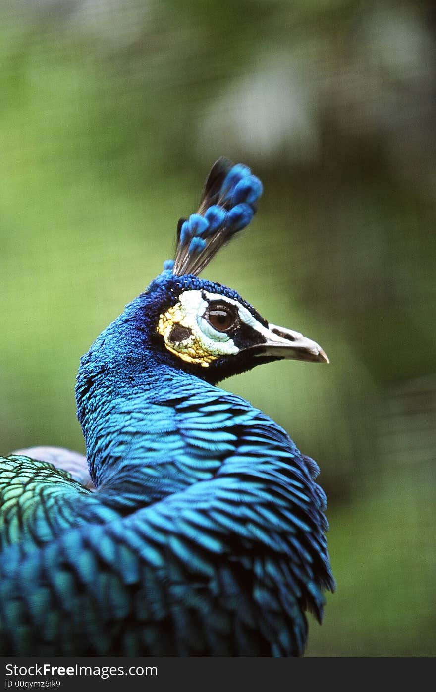 A close up view of a peacocks neck and head