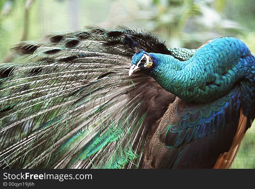 A peacock stretching and twisting its neck to look