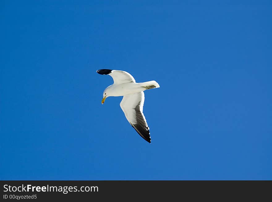 Seagull