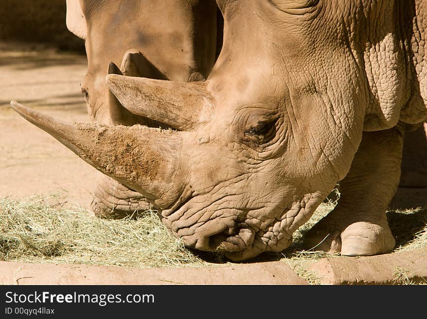 Captive White Rhinoceros at the Phoenix Zoo.