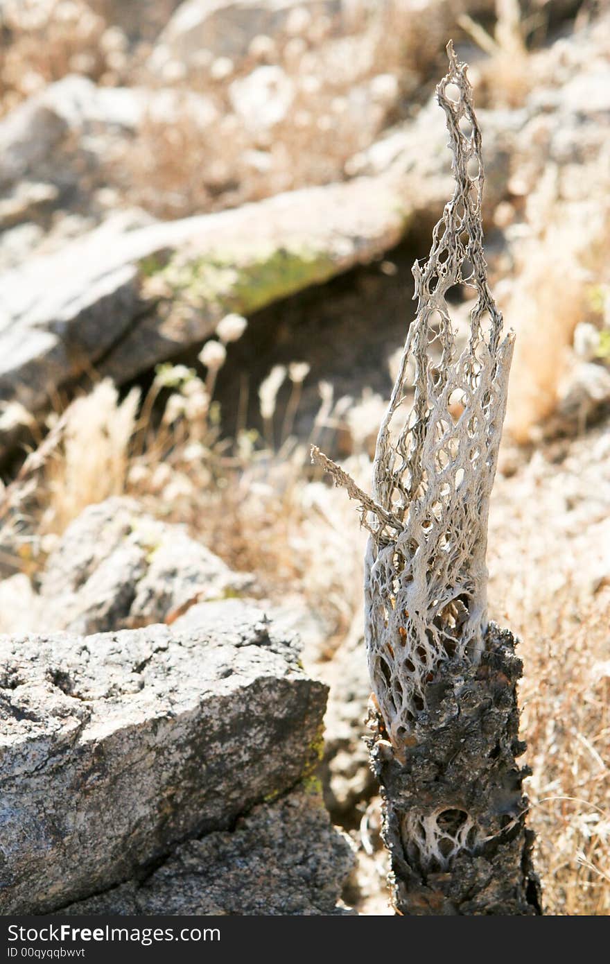 Cactus Skeleton