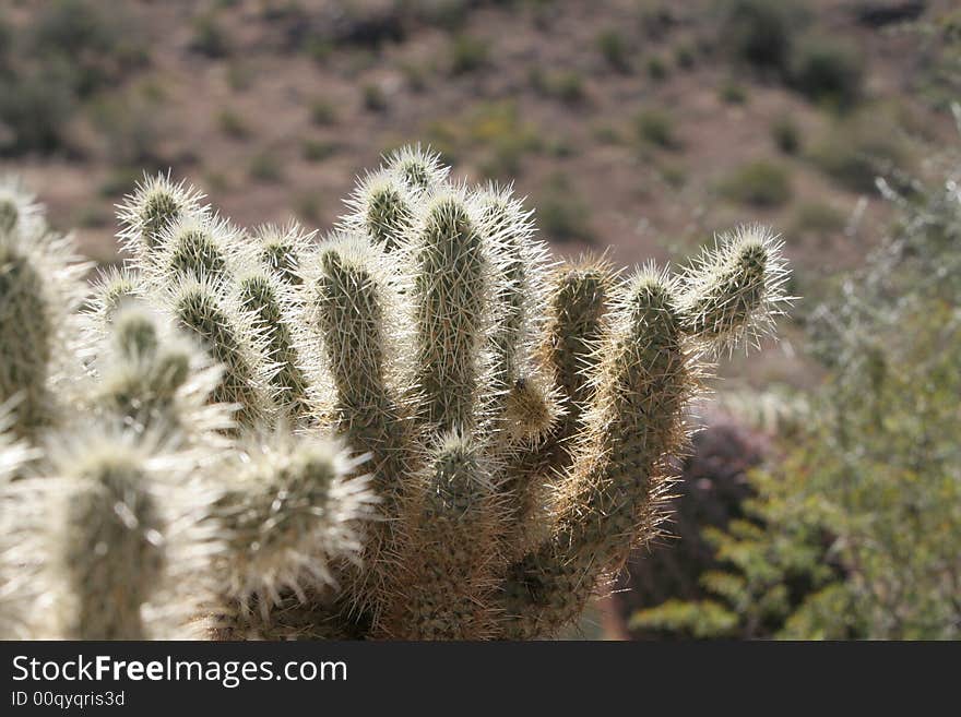 Cholla Spines