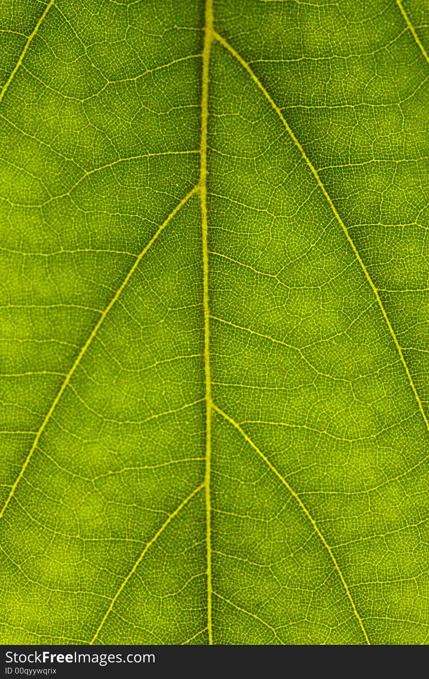 Green Leaves