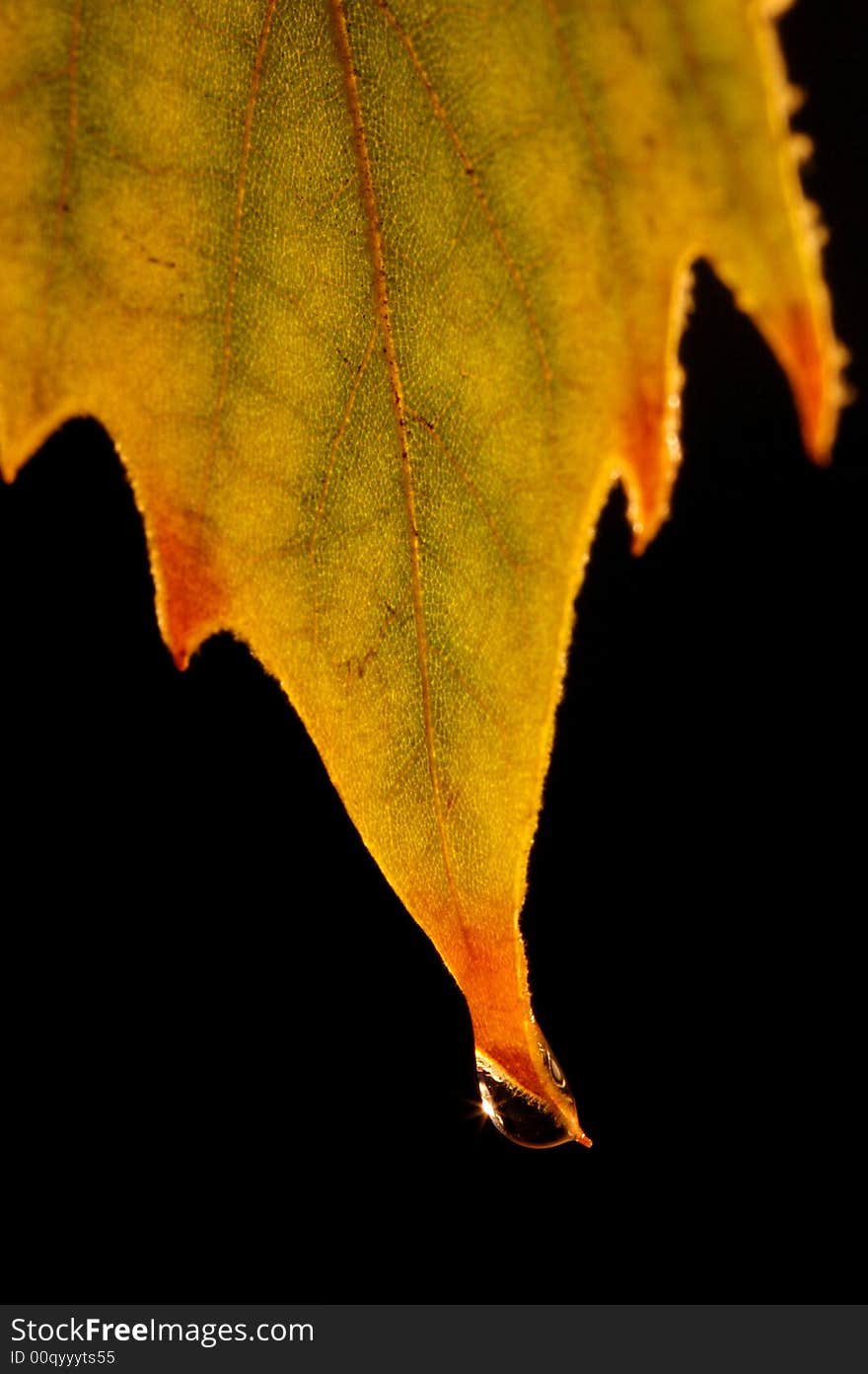 A shot of a leaf backlit. A shot of a leaf backlit