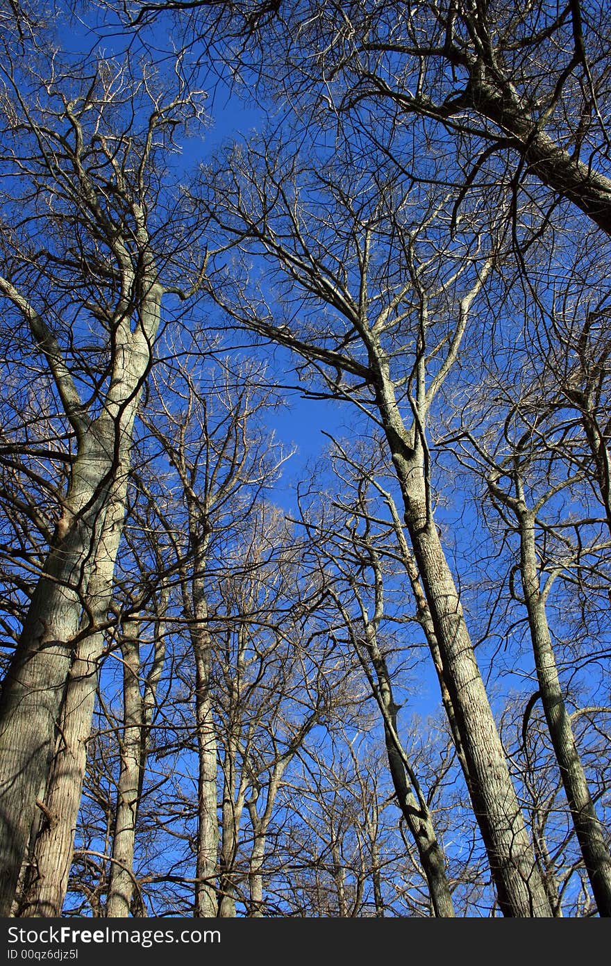 Tall Trees