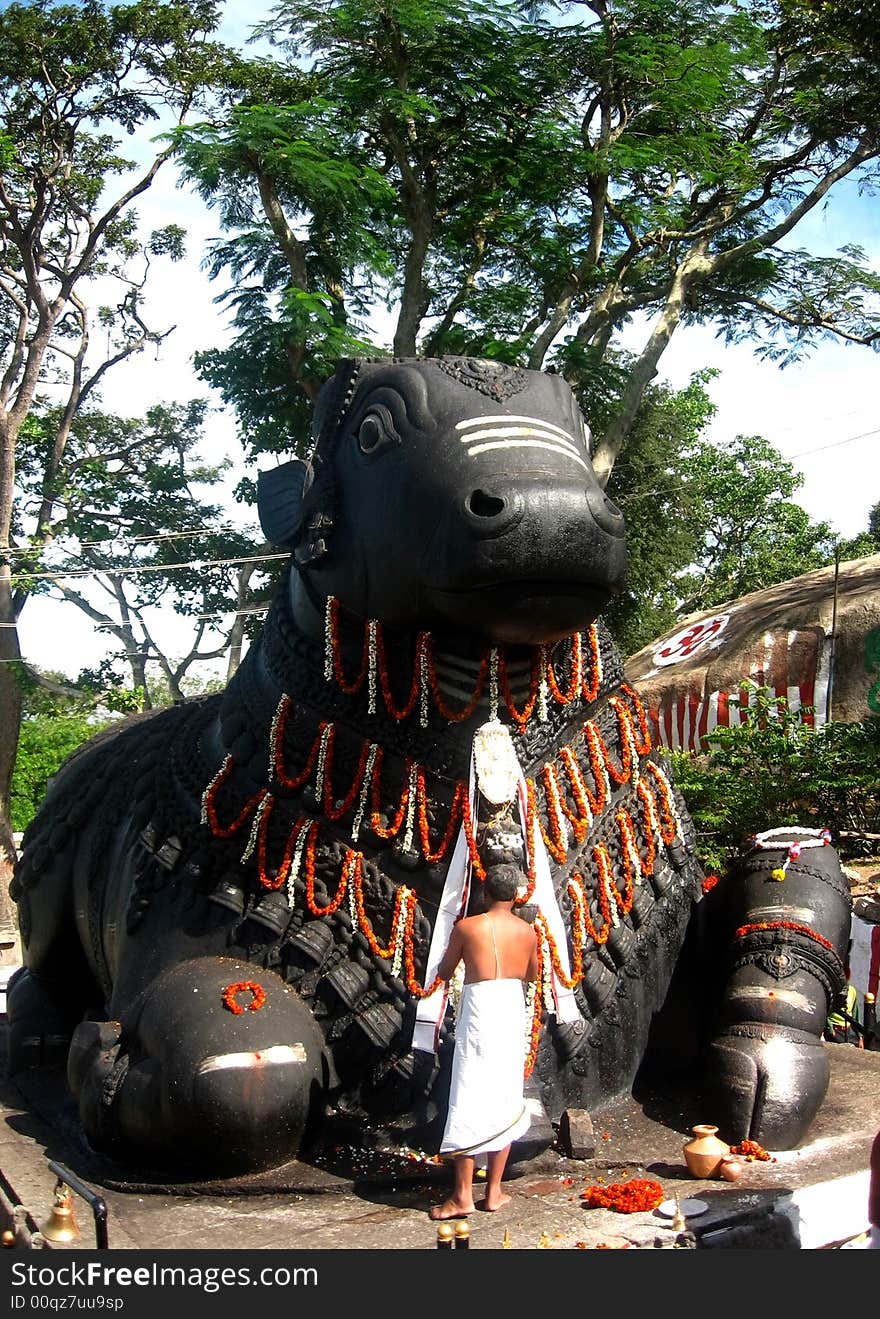 An Indian man worshipping the bull god.