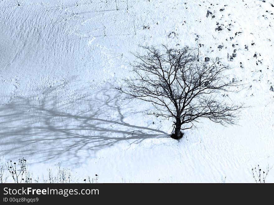 Alone tree among snow field