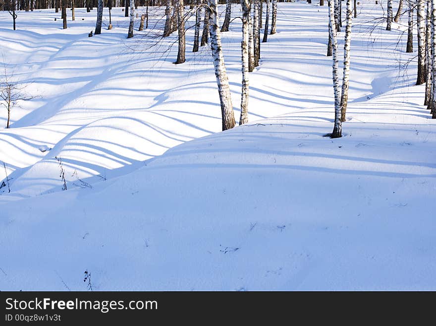 Shadows of trees in the winter forest