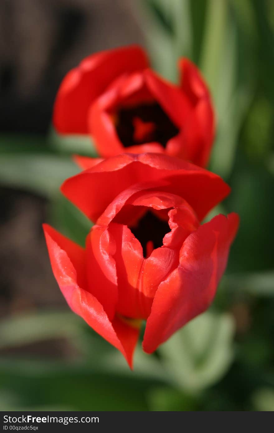 Spring tulips in my garden.