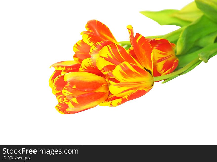 Colorful orange and yellow fresh tulips isolated on white background. Colorful orange and yellow fresh tulips isolated on white background