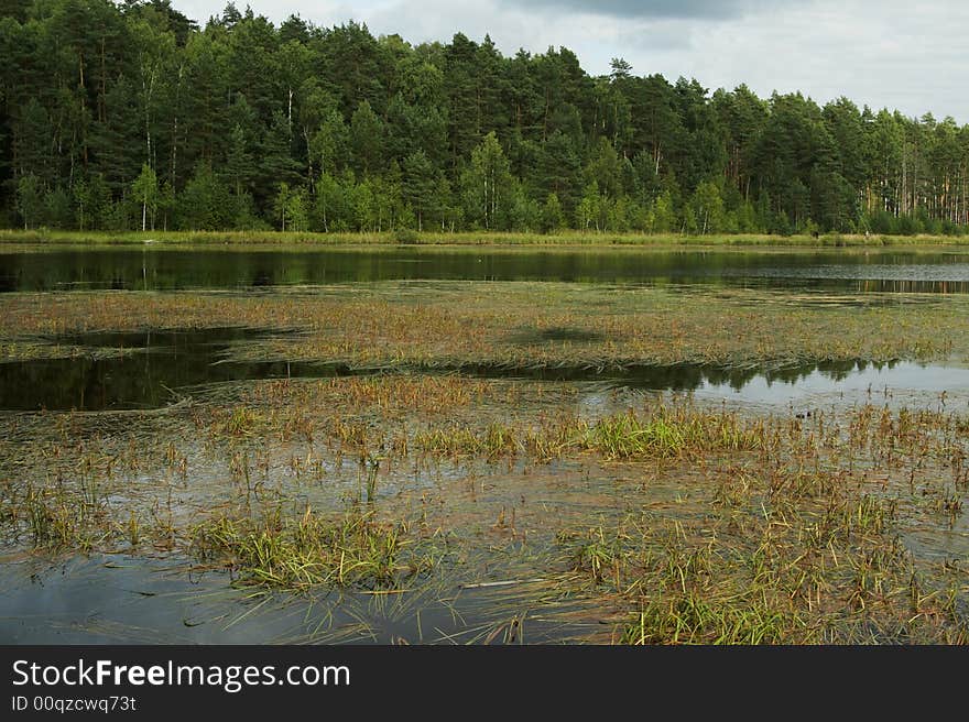 Pond on which coast pines grow. Pond on which coast pines grow