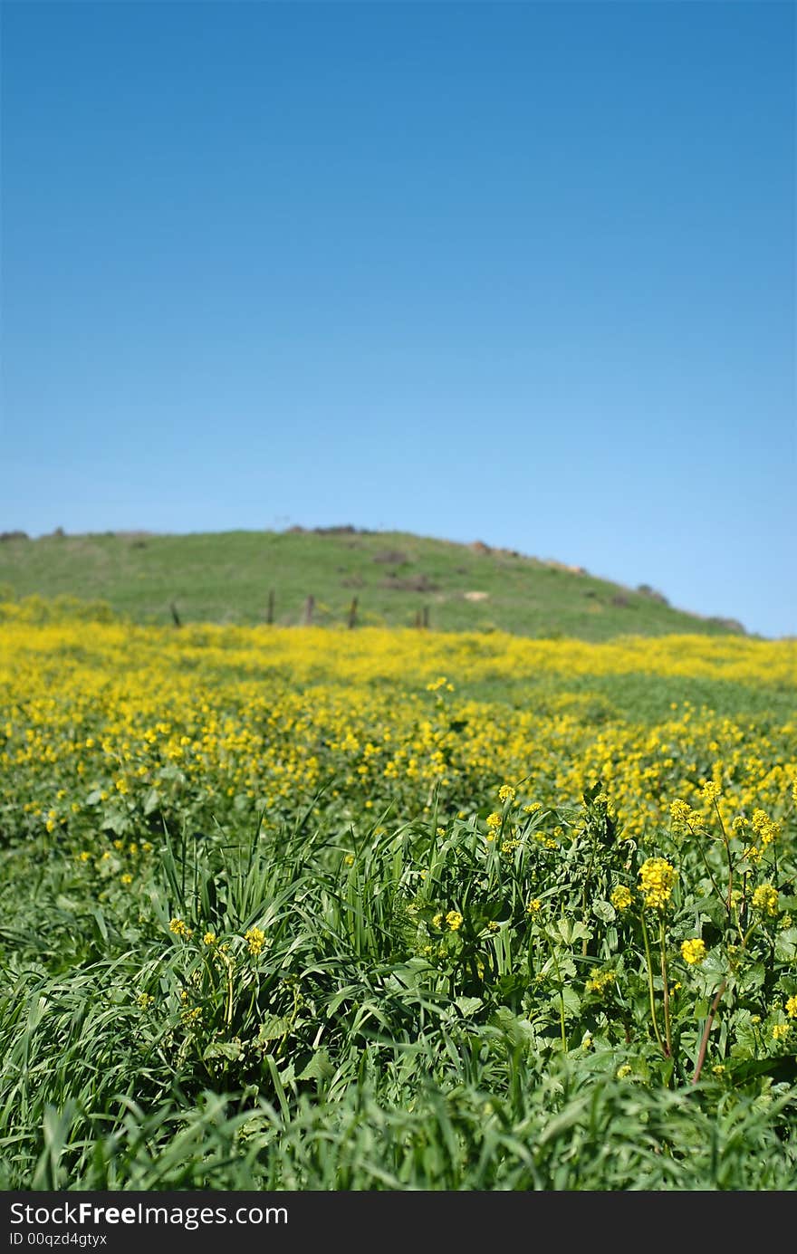 Lush field of canola