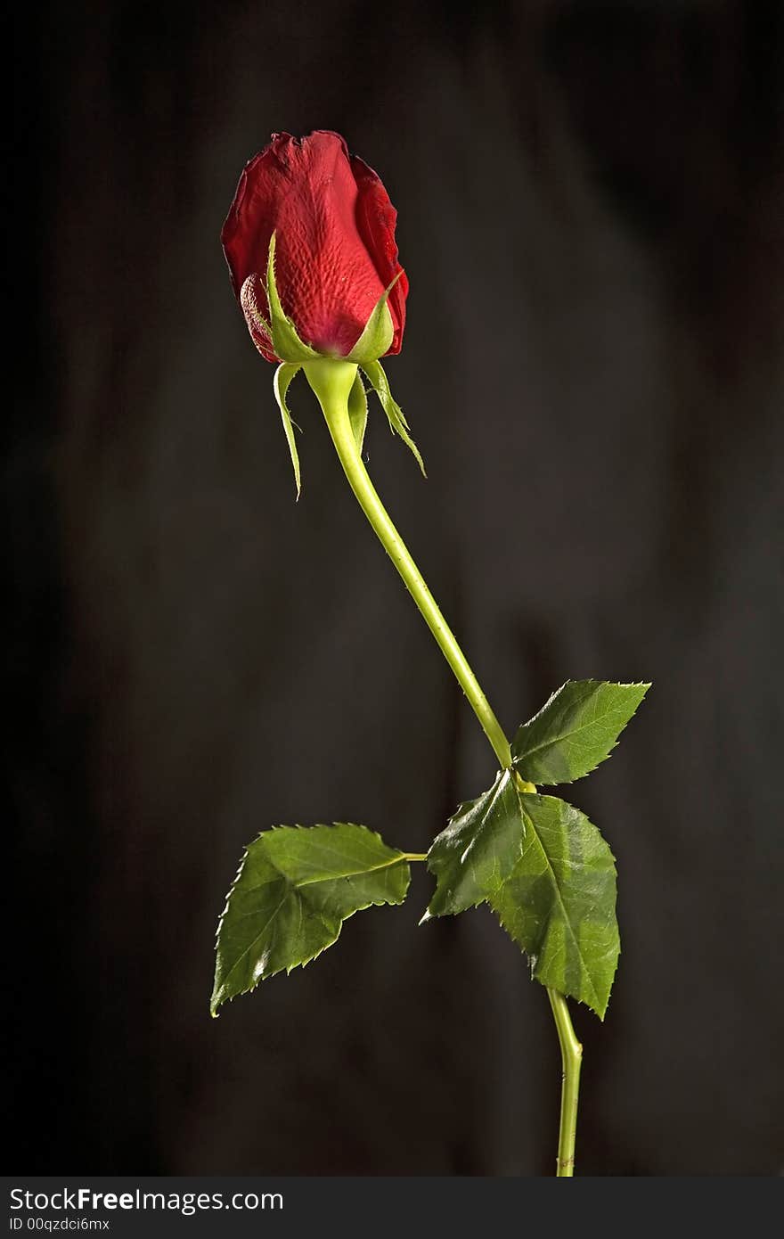 A red rose with green leaves on black background