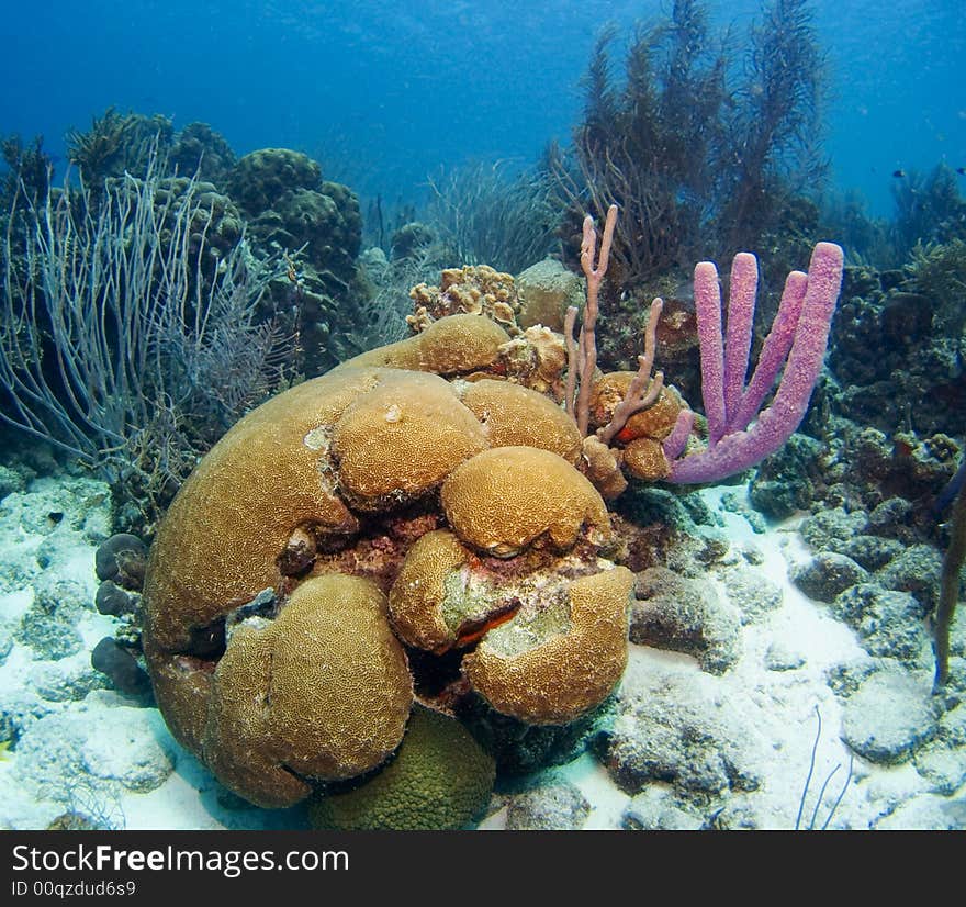 Corals and sponges in the Caribbean Sea. Corals and sponges in the Caribbean Sea