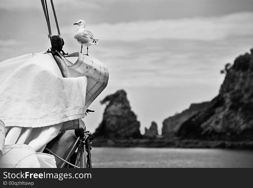 Seagull seated in the front of a boat.  Mountains on the background