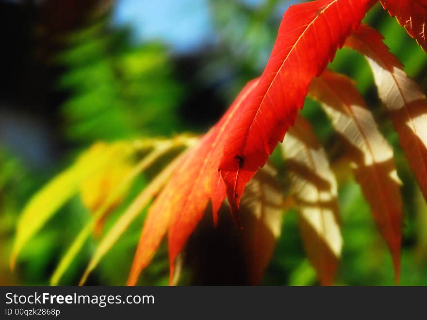 Colored leaves with red yellow and green colors