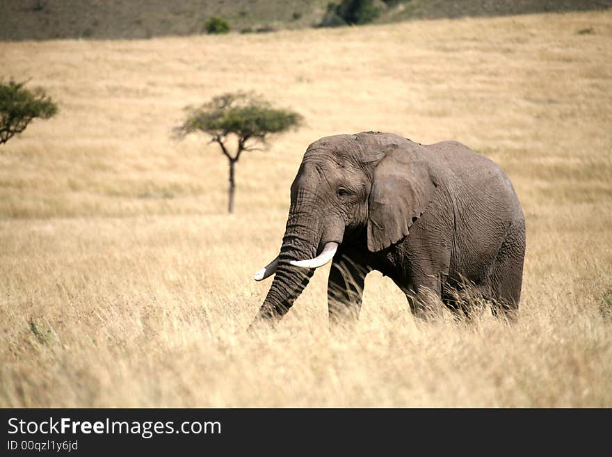 Elephant walking through the grass in the Masai Mara Reserve (Kenya)