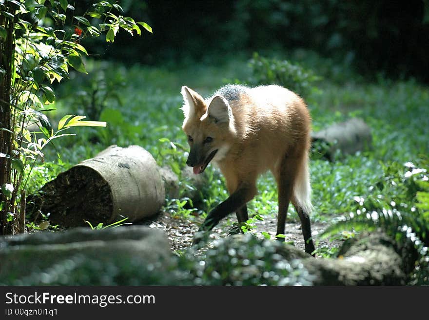 A fox at singapore zoological garden. A fox at singapore zoological garden