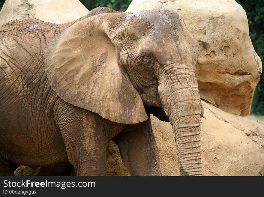 Elephant poses in front of rocks