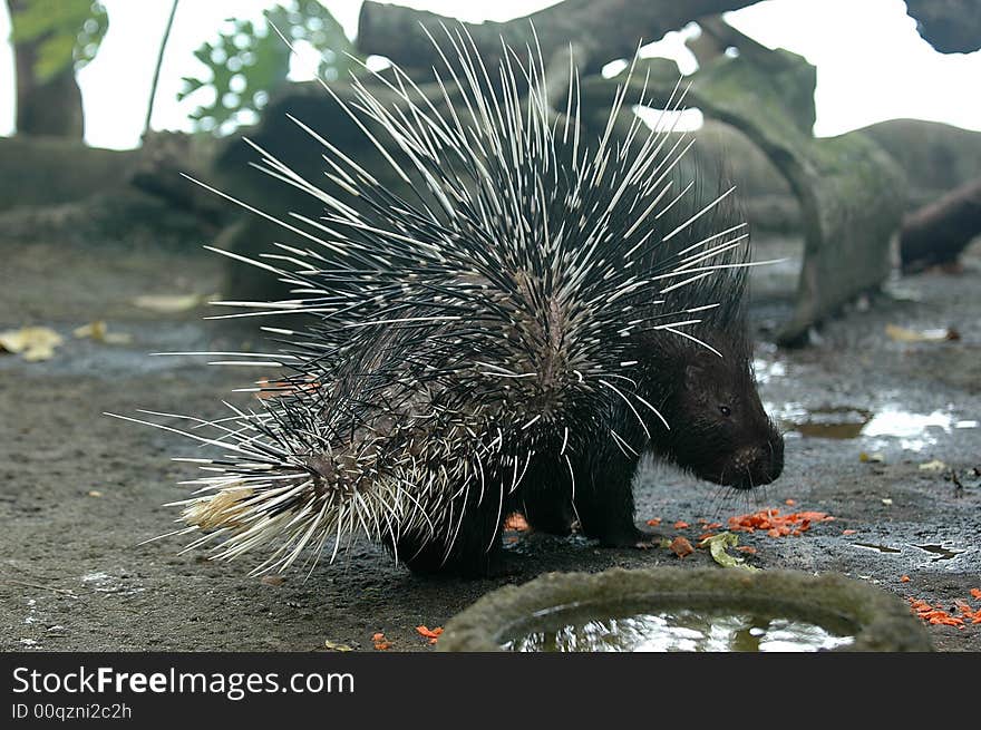 A hedgepig in singapore zoological garden. A hedgepig in singapore zoological garden