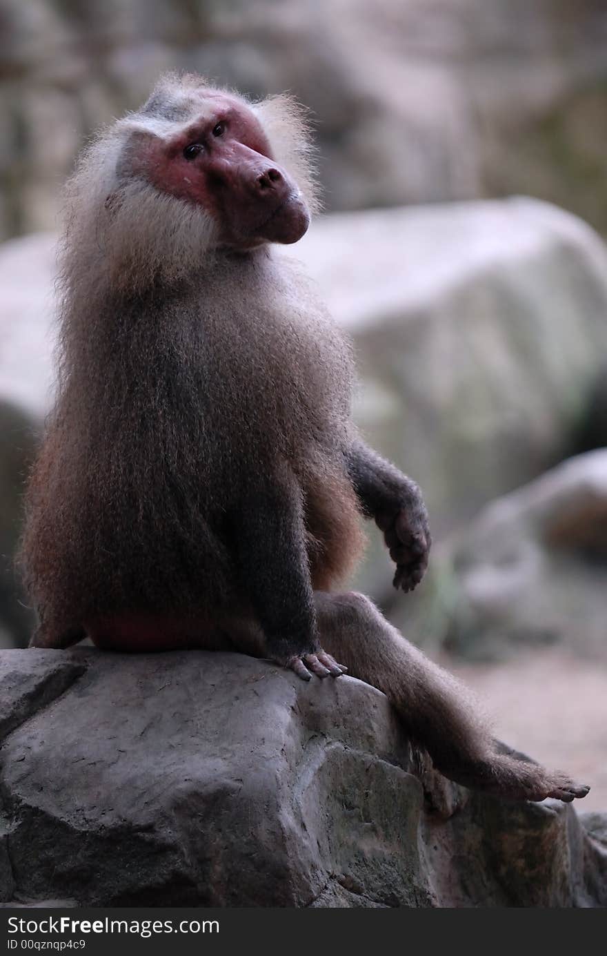 Baboon in singapore zoological garden. Baboon in singapore zoological garden