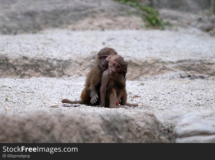 Two monkeys in singapore zoological garden