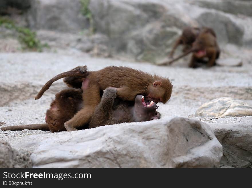 Two monkeys fighting in singapore zoological garden