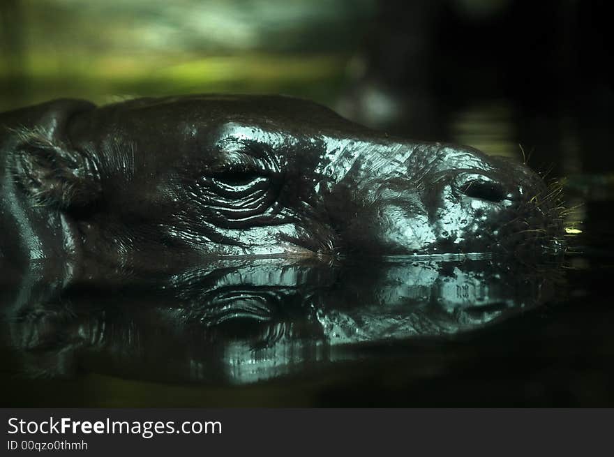 Hippopotamus in singapore zoological garden