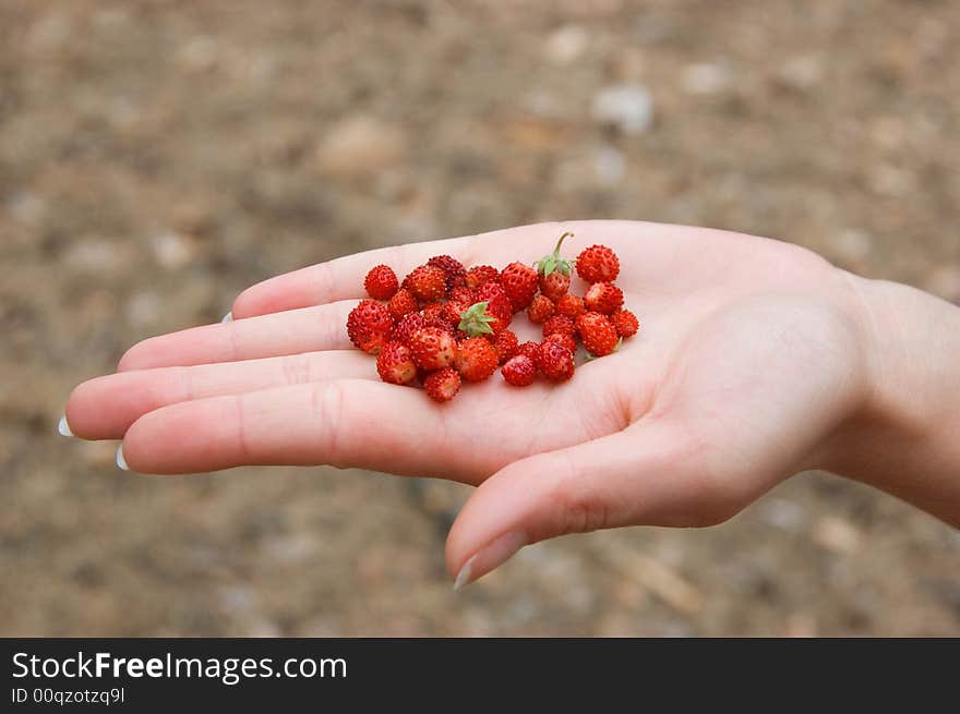 Wild strawberry in hands at the girl