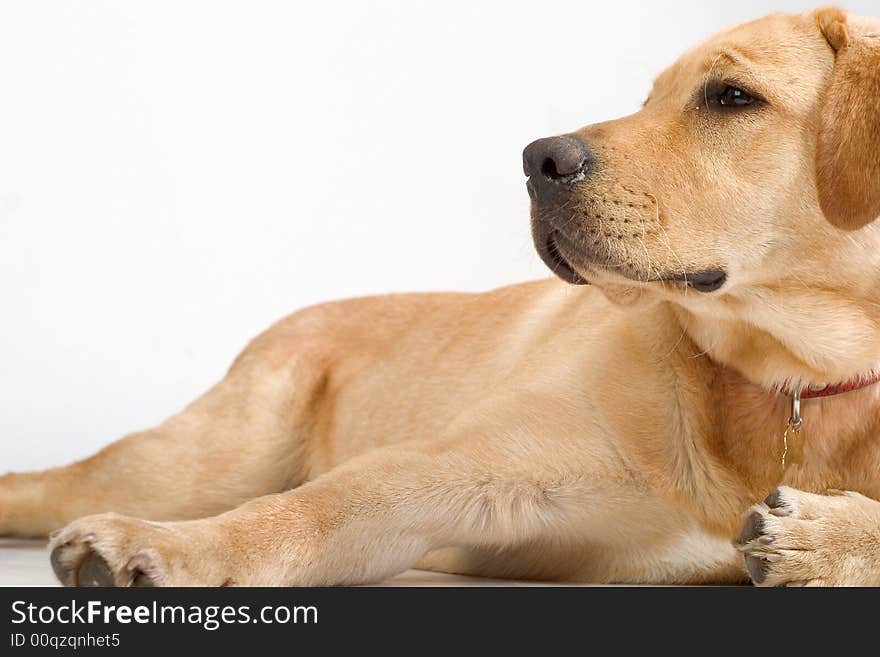 Labrador retriver on white background