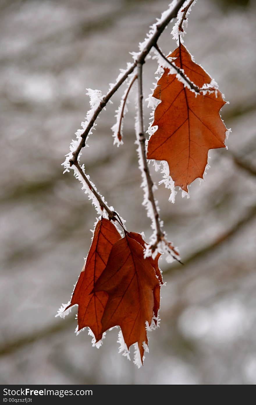 Oak At Winter