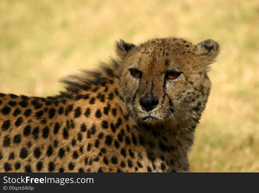 Scarred cheetah basking in the sun in the Kruger National Park (South Africa)