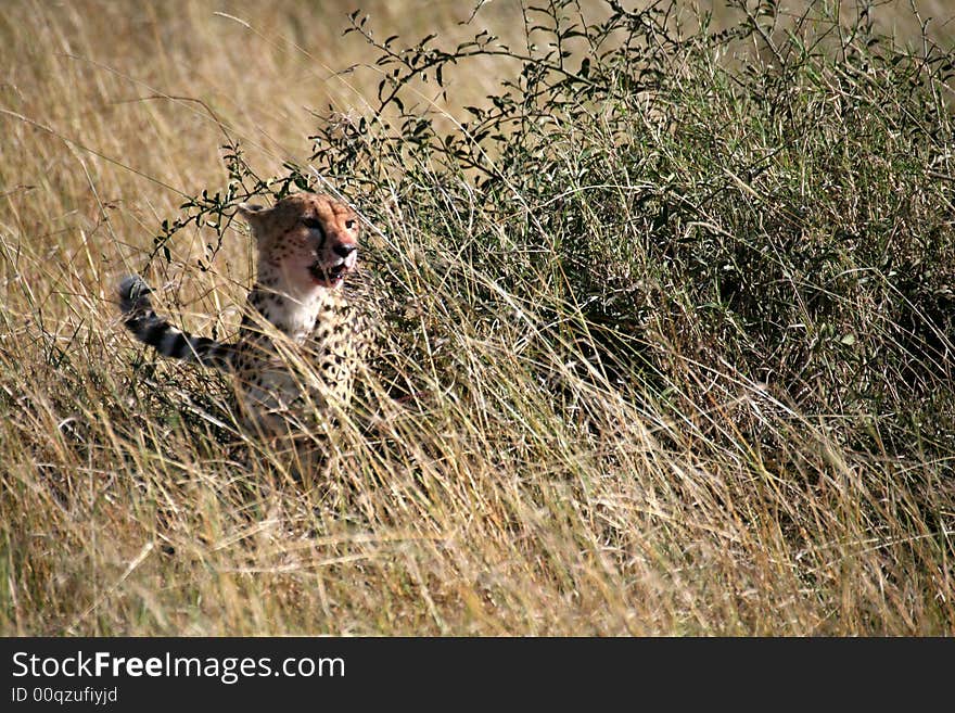 Cheetah in the grass after a kill in the Masai Mara Reserve in Kenya