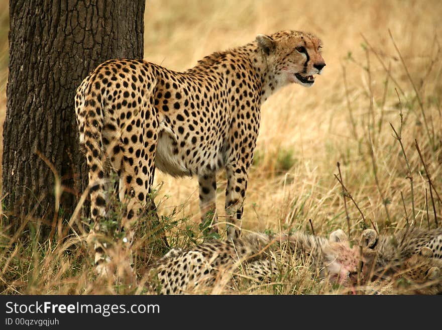 A watchful cheetah with cubs after a kill in the Masai Mara Reserve in Kenya