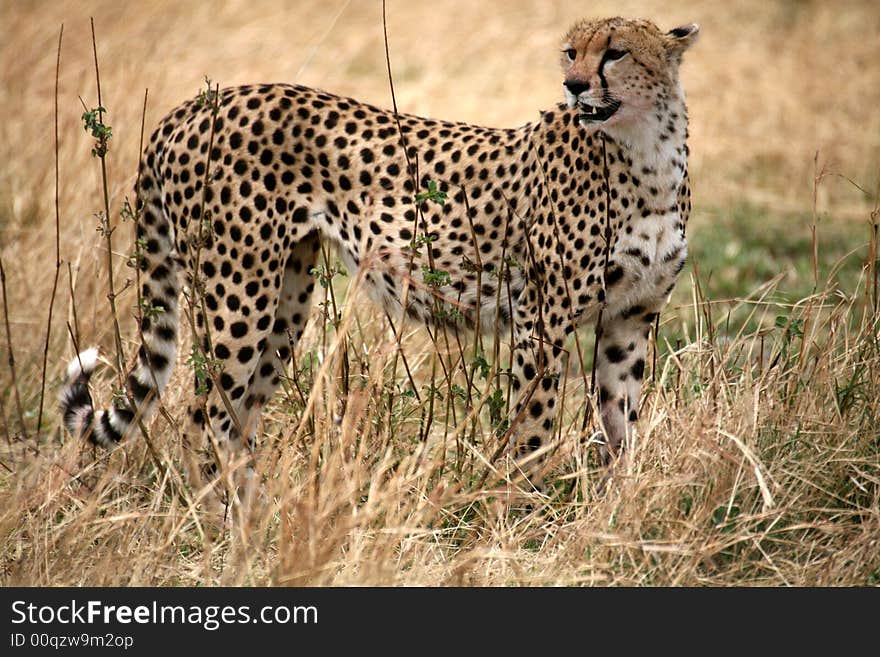 Cheetah standing in the grass after a kill in the Masai Mara Reserve in Kenya