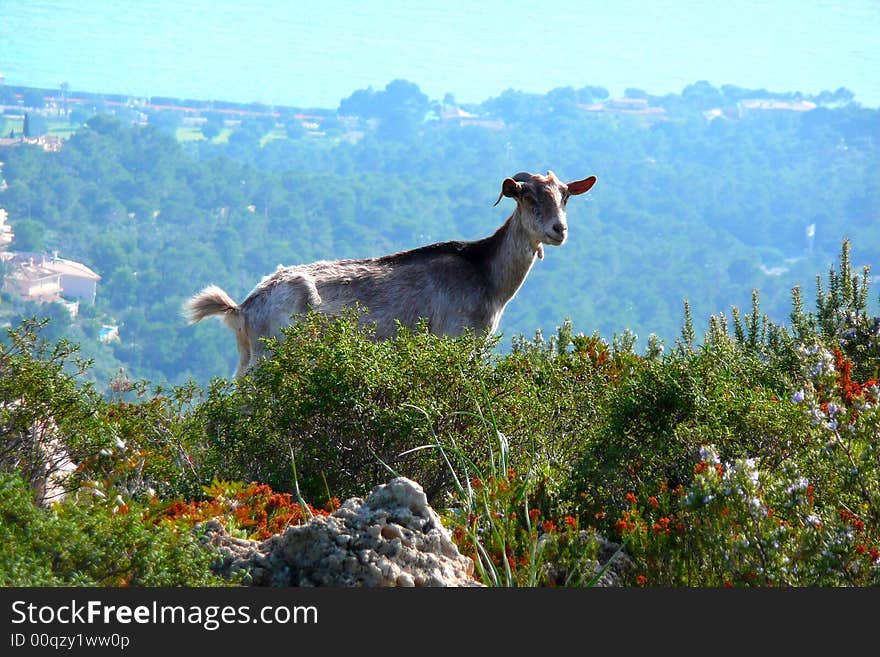 A mountain goat on a sunny day