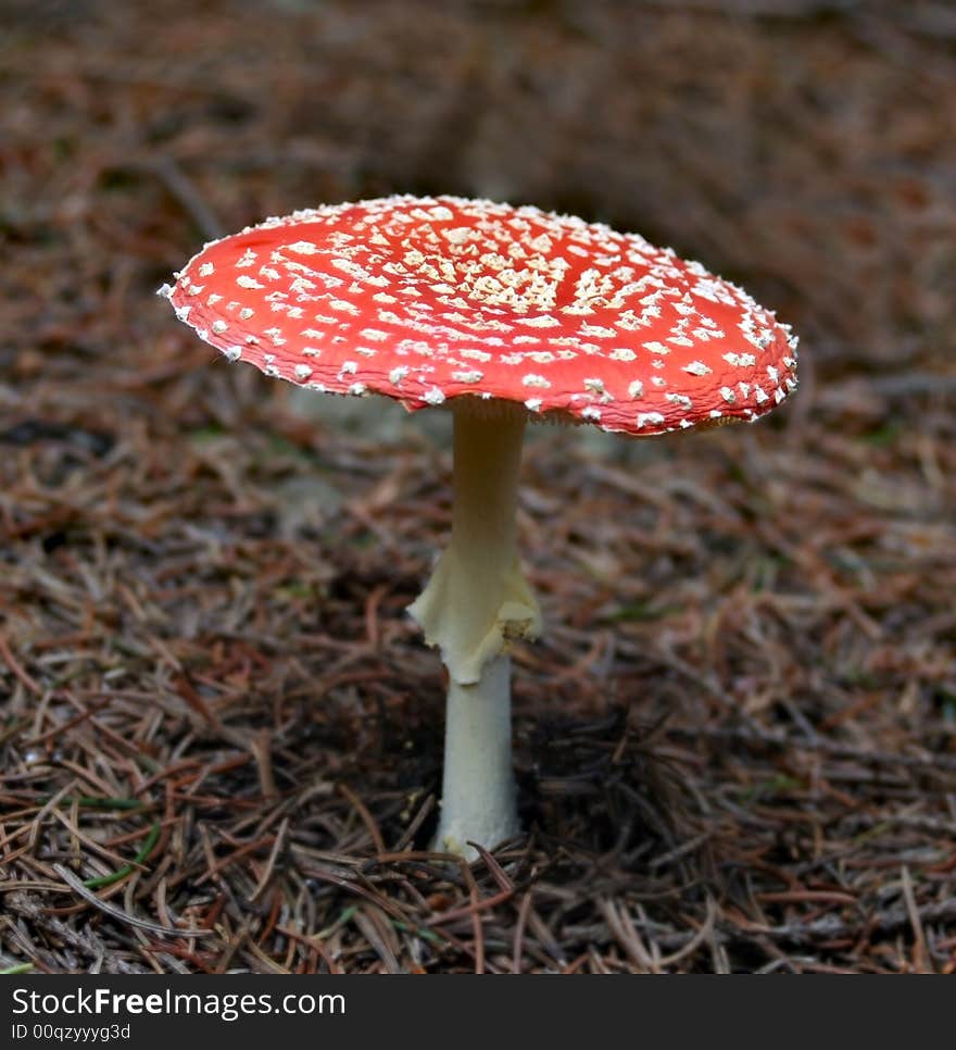 Red-white spotted fly agaric. Red-white spotted fly agaric