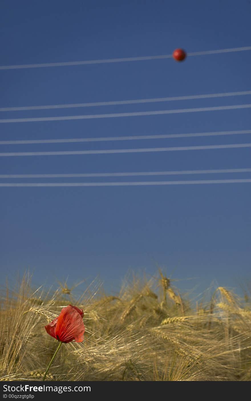 Red Flower In Wheat