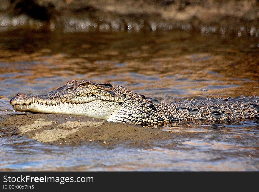 Croc On A Rock IIII