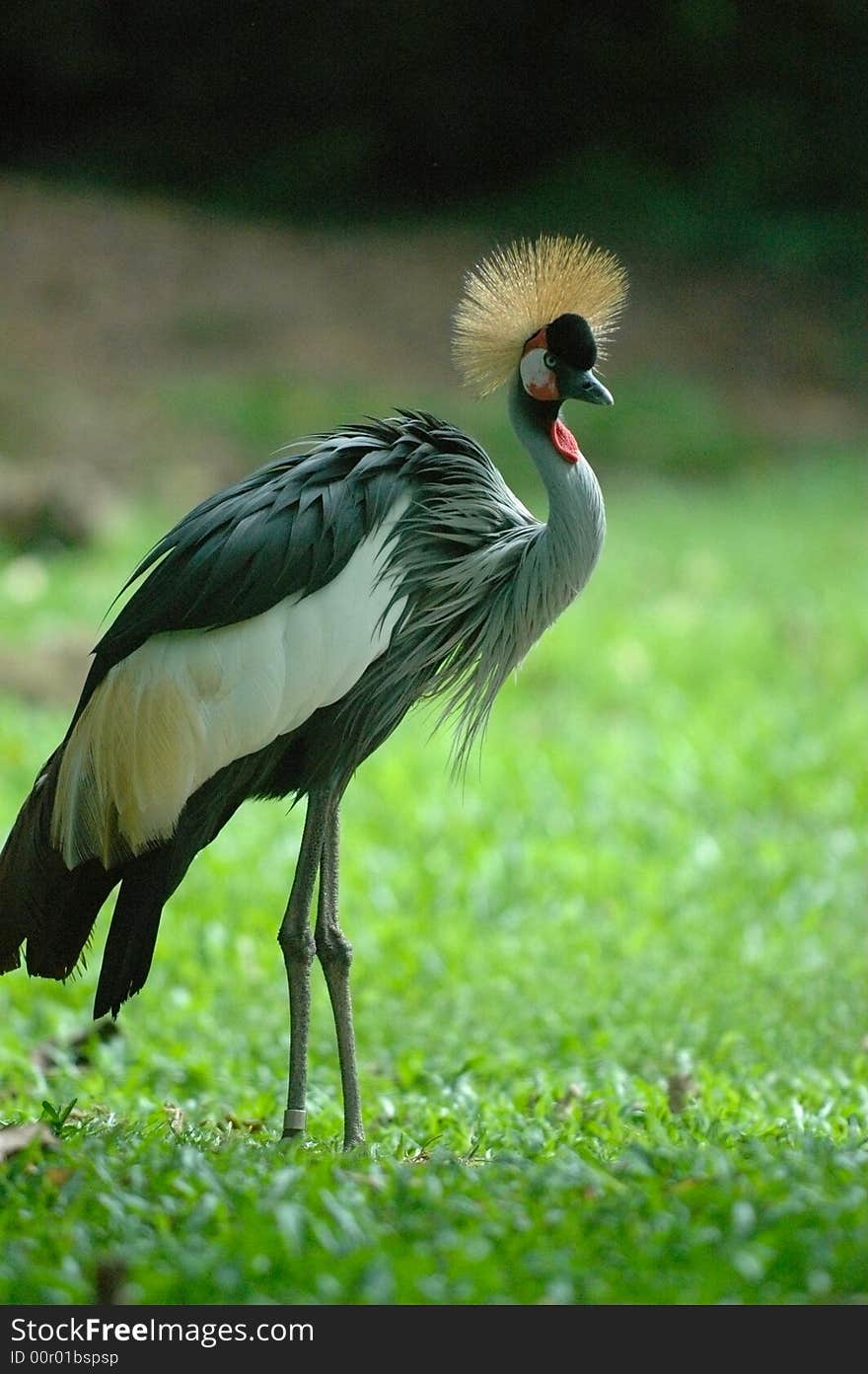 A big bird in singapore zoological garden