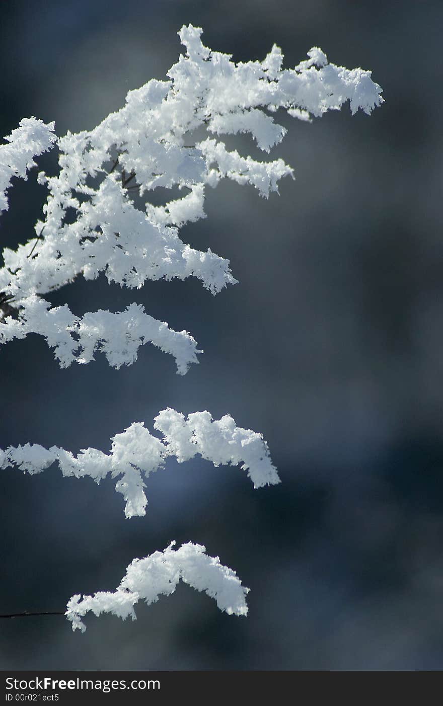 Frosted sprig